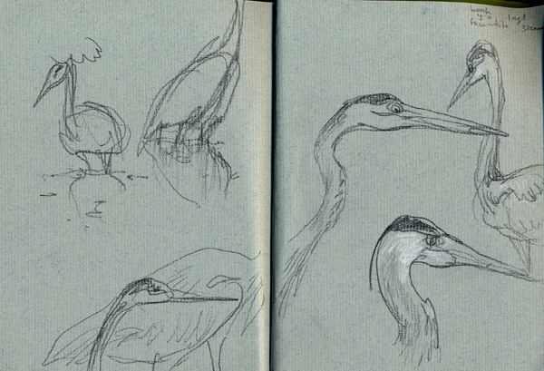 Great Blue Heron in Mt Auburn Sketch by Gareth Hinds